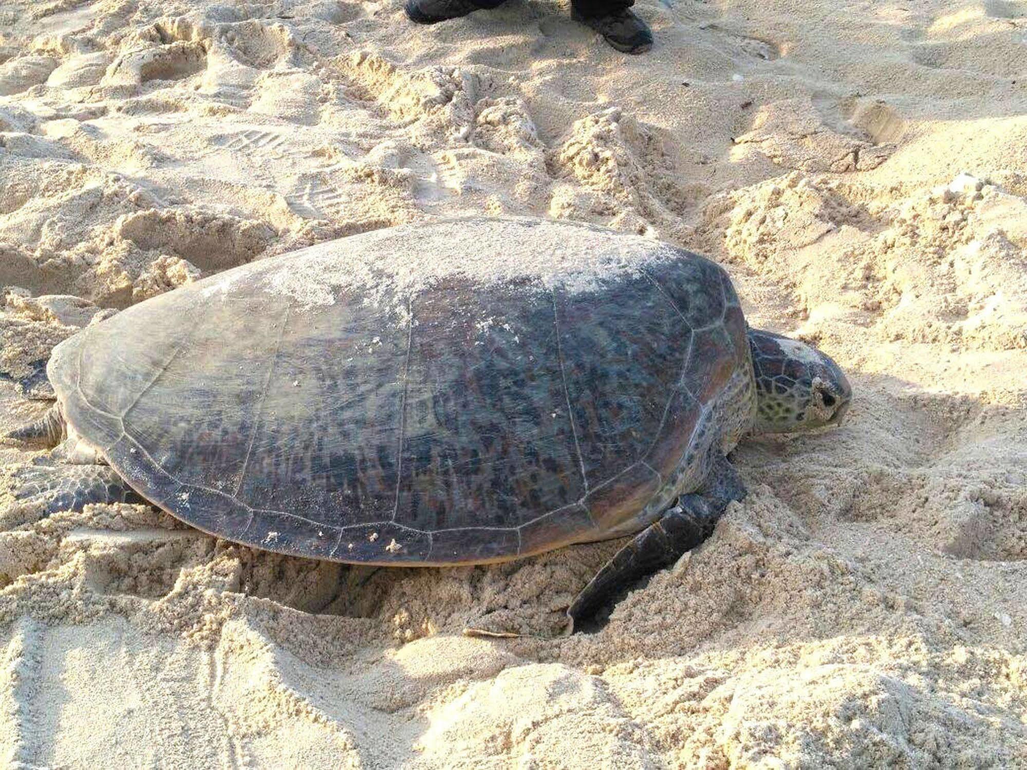 Отель Selingan Turtle Island Сандакан Экстерьер фото