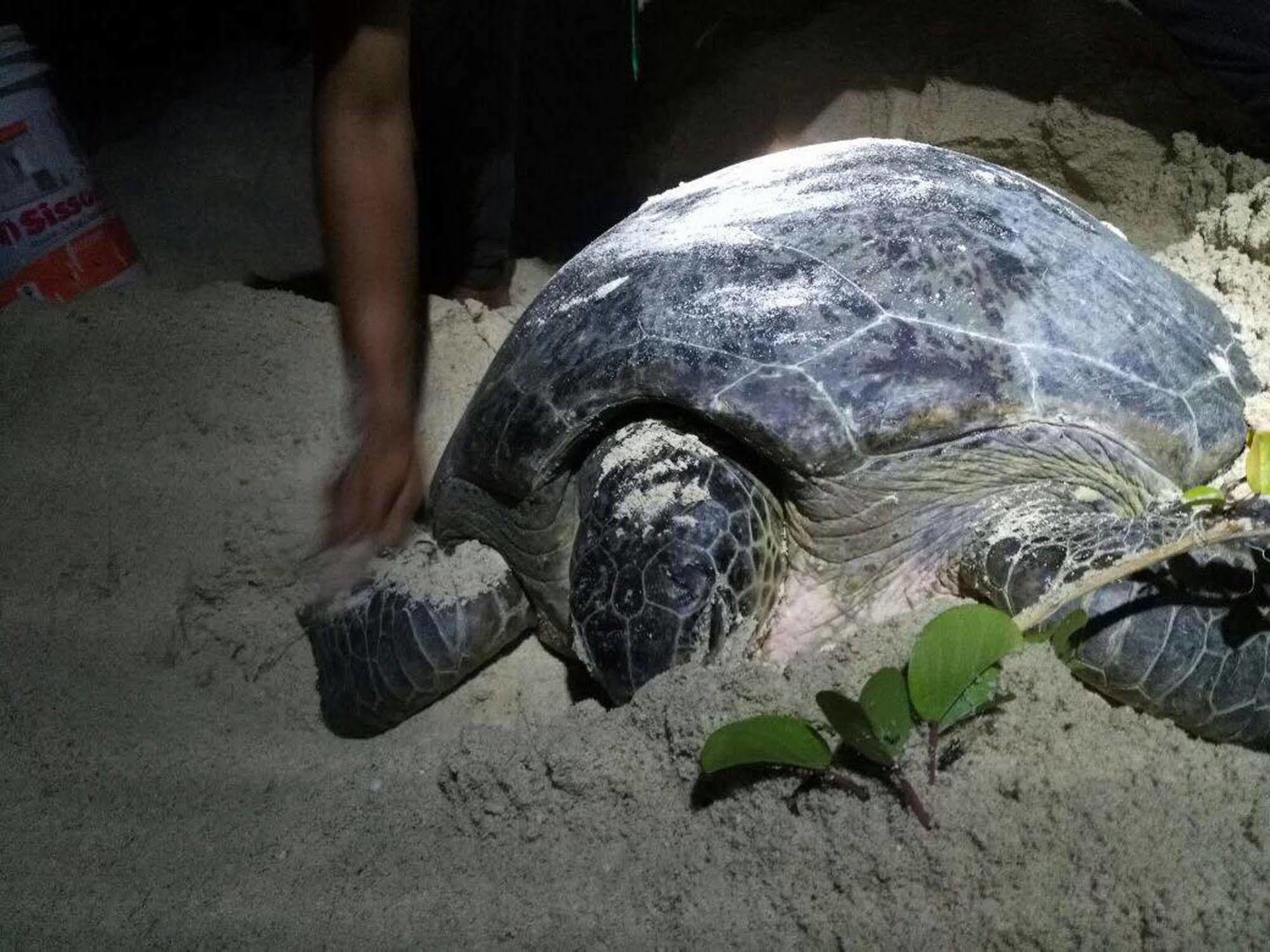 Отель Selingan Turtle Island Сандакан Экстерьер фото