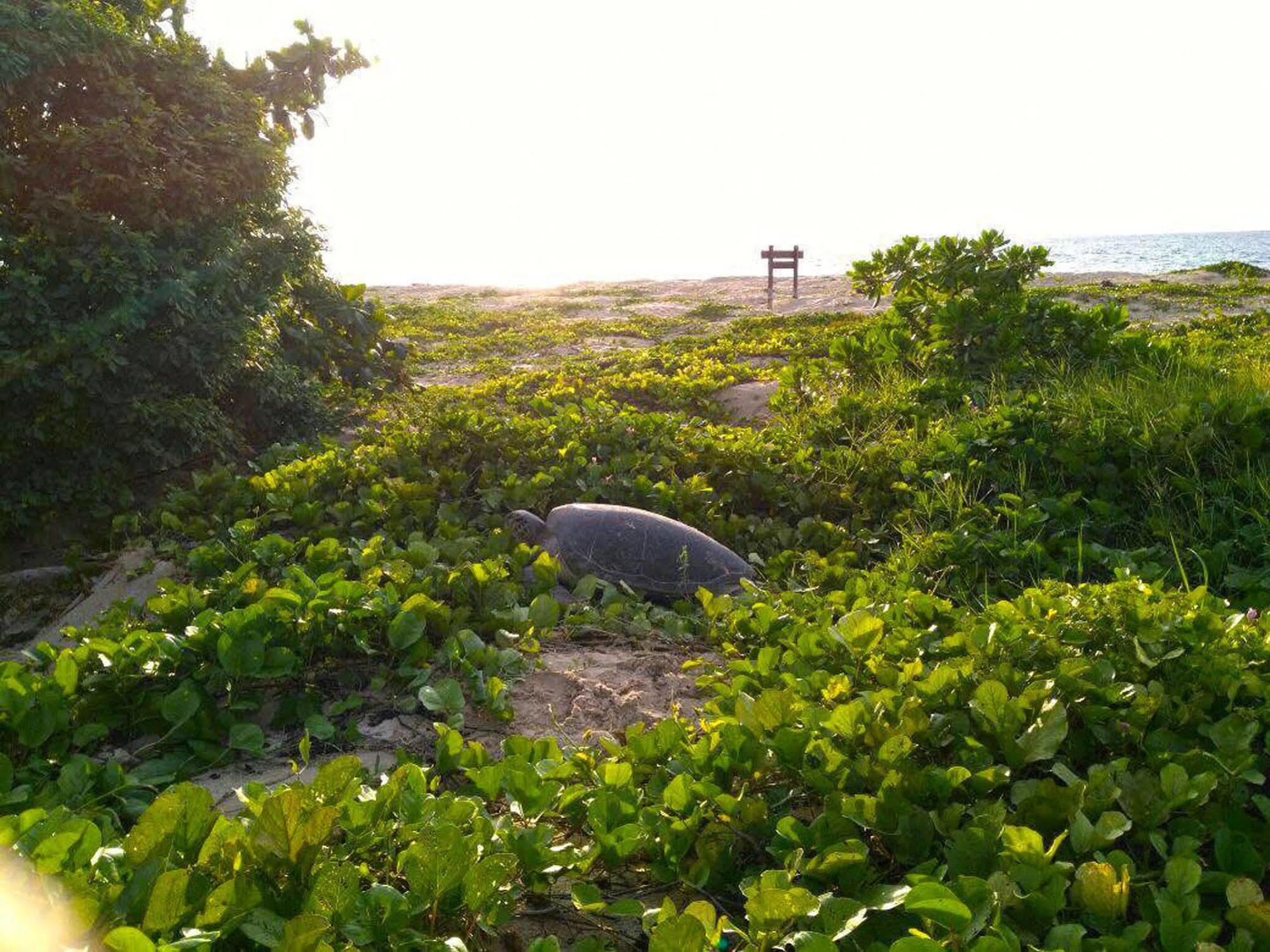 Отель Selingan Turtle Island Сандакан Экстерьер фото