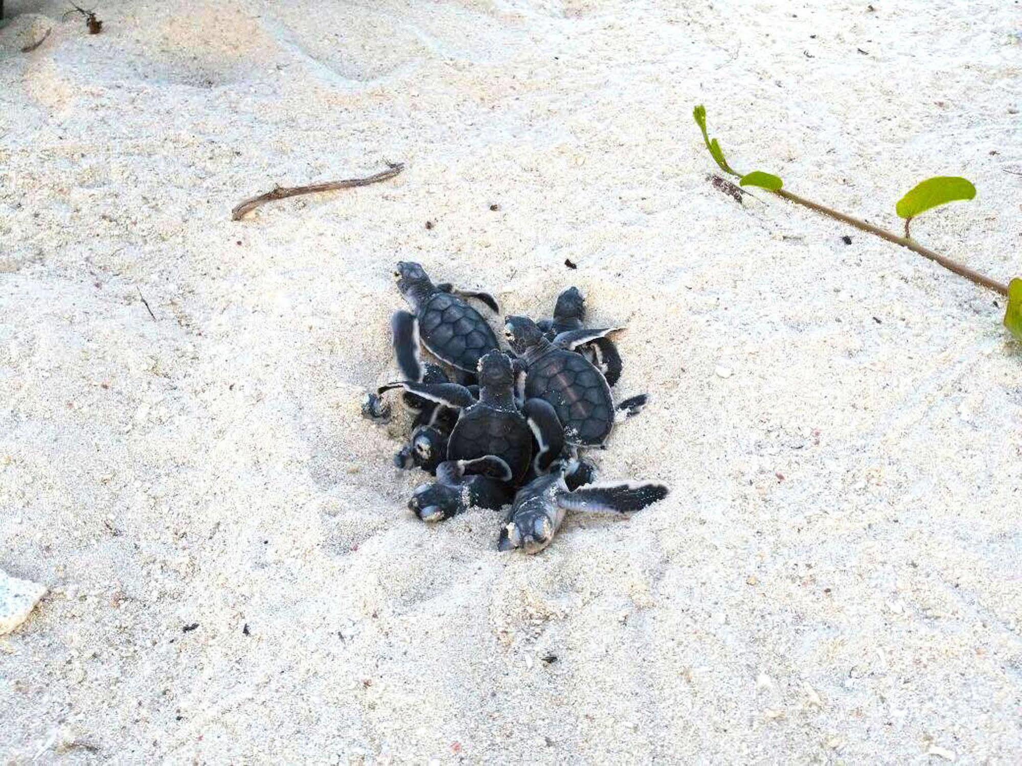 Отель Selingan Turtle Island Сандакан Экстерьер фото