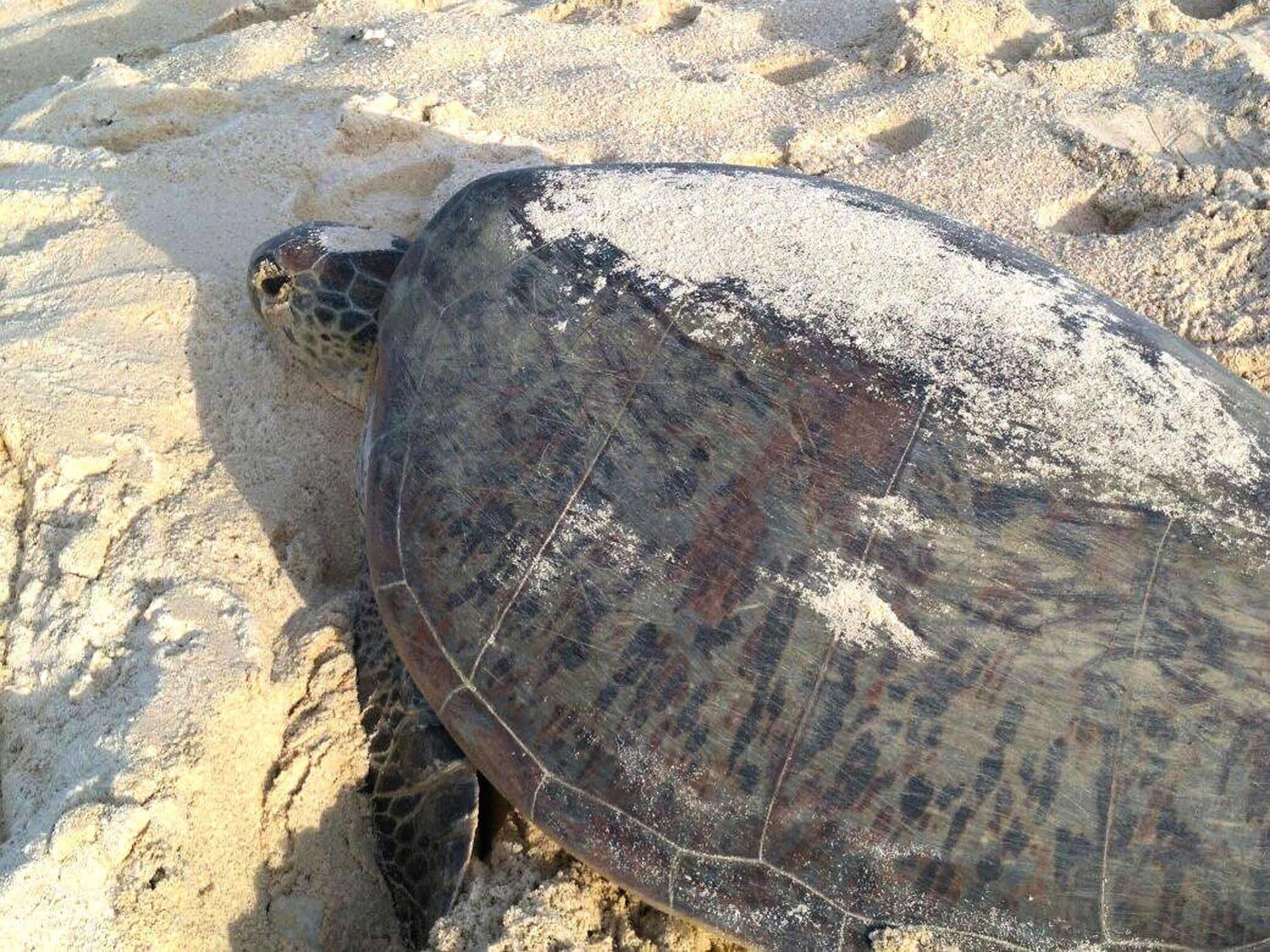 Отель Selingan Turtle Island Сандакан Экстерьер фото